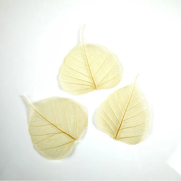 Peepil leafs